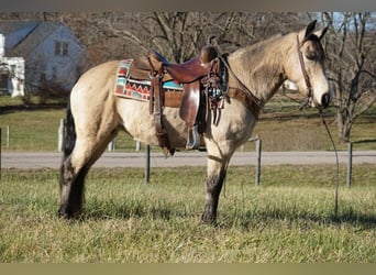 American Quarter Horse, Merrie, 10 Jaar, 147 cm, Buckskin