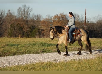 American Quarter Horse, Merrie, 10 Jaar, 147 cm, Buckskin