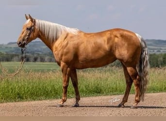 American Quarter Horse, Merrie, 10 Jaar, 147 cm, Palomino