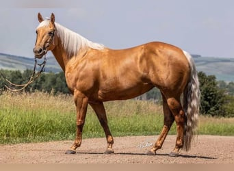 American Quarter Horse, Merrie, 10 Jaar, 147 cm, Palomino