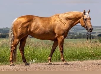 American Quarter Horse, Merrie, 10 Jaar, 147 cm, Palomino