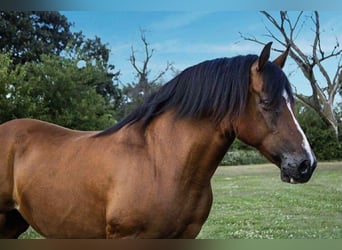 American Quarter Horse, Merrie, 10 Jaar, 147 cm, Roodbruin