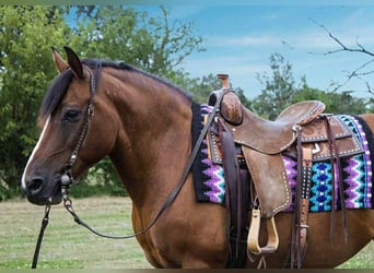 American Quarter Horse, Merrie, 10 Jaar, 147 cm, Roodbruin