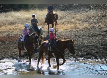 American Quarter Horse, Merrie, 10 Jaar, 147 cm, Roodvos