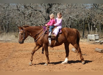 American Quarter Horse, Merrie, 10 Jaar, 147 cm, Roodvos