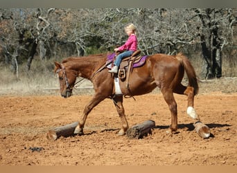 American Quarter Horse, Merrie, 10 Jaar, 147 cm, Roodvos
