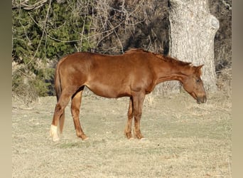 American Quarter Horse, Merrie, 10 Jaar, 147 cm, Roodvos