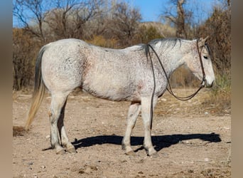 American Quarter Horse, Merrie, 10 Jaar, 147 cm, Schimmel