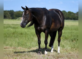 American Quarter Horse, Merrie, 10 Jaar, 147 cm, Zwart