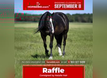 American Quarter Horse, Merrie, 10 Jaar, 147 cm, Zwart