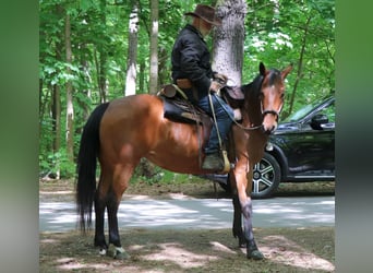 American Quarter Horse, Merrie, 10 Jaar, 148 cm, Bruin
