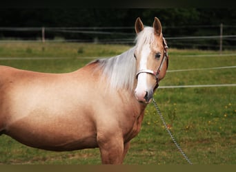 American Quarter Horse, Merrie, 10 Jaar, 148 cm, Palomino