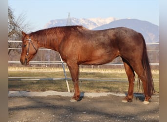 American Quarter Horse, Merrie, 10 Jaar, 148 cm, Roan-Red