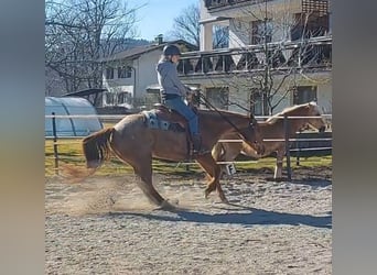 American Quarter Horse, Merrie, 10 Jaar, 148 cm, Roan-Red