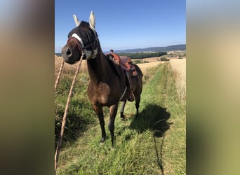 American Quarter Horse, Merrie, 10 Jaar, 149 cm, Donkerbruin