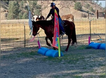 American Quarter Horse, Merrie, 10 Jaar, 150 cm, Donkere-vos