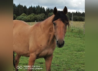 American Quarter Horse, Merrie, 10 Jaar, 150 cm, Falbe
