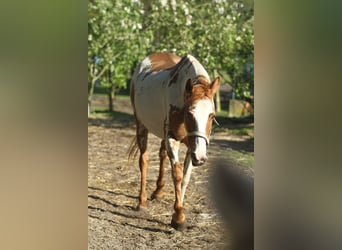 American Quarter Horse, Merrie, 10 Jaar, 150 cm, Overo-alle-kleuren