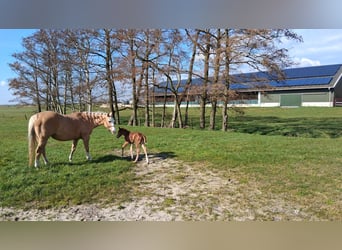 American Quarter Horse, Merrie, 10 Jaar, 150 cm, Palomino