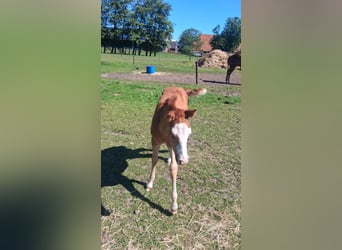 American Quarter Horse, Merrie, 10 Jaar, 150 cm, Palomino