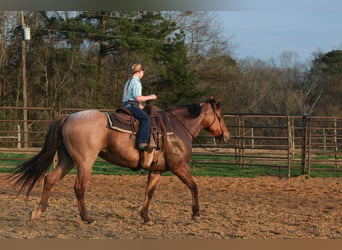 American Quarter Horse, Merrie, 10 Jaar, 150 cm