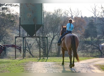 American Quarter Horse, Merrie, 10 Jaar, 150 cm