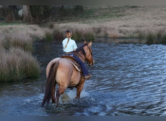 American Quarter Horse, Merrie, 10 Jaar, 150 cm