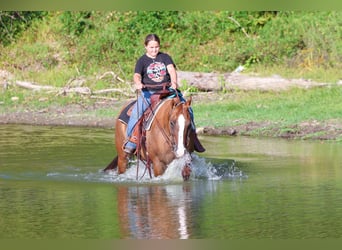 American Quarter Horse, Merrie, 10 Jaar, 150 cm, Red Dun