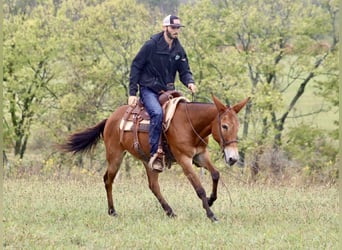 American Quarter Horse, Merrie, 10 Jaar, 150 cm, Roodbruin
