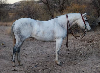 American Quarter Horse, Merrie, 10 Jaar, 150 cm, Schimmel