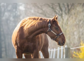 American Quarter Horse, Merrie, 10 Jaar, 150 cm, Vos