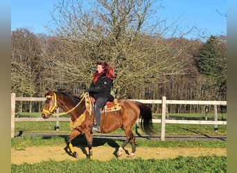 American Quarter Horse, Merrie, 10 Jaar, 152 cm, Bruin