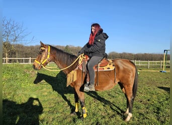 American Quarter Horse, Merrie, 10 Jaar, 152 cm, Bruin