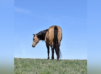 American Quarter Horse, Merrie, 10 Jaar, 152 cm, Buckskin