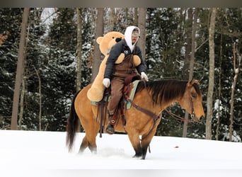 American Quarter Horse, Merrie, 10 Jaar, 152 cm, Buckskin