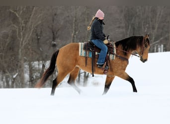 American Quarter Horse, Merrie, 10 Jaar, 152 cm, Buckskin