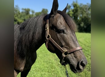 American Quarter Horse, Merrie, 10 Jaar, 152 cm, Donkerbruin