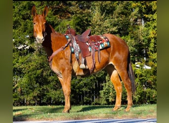 American Quarter Horse, Merrie, 10 Jaar, 152 cm, Donkere-vos