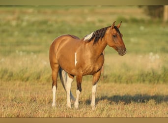 American Quarter Horse, Merrie, 10 Jaar, 152 cm, Falbe