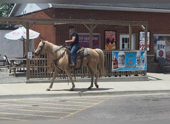 American Quarter Horse, Merrie, 10 Jaar, 152 cm, Palomino