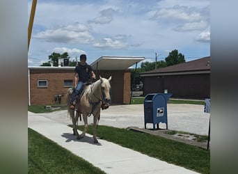 American Quarter Horse, Merrie, 10 Jaar, 152 cm, Palomino