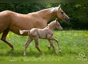 American Quarter Horse, Merrie, 10 Jaar, 152 cm, Palomino