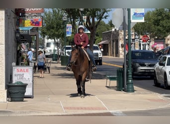 American Quarter Horse, Merrie, 10 Jaar, 152 cm, Roan-Bay