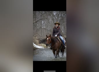 American Quarter Horse, Merrie, 10 Jaar, 152 cm, Roan-Red