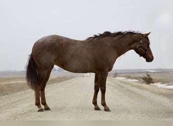 American Quarter Horse, Merrie, 10 Jaar, 152 cm, Roan-Red