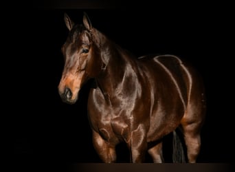 American Quarter Horse, Merrie, 10 Jaar, 152 cm, Roodbruin