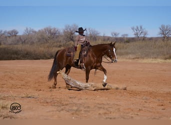 American Quarter Horse, Merrie, 10 Jaar, 152 cm, Roodvos