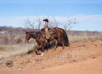 American Quarter Horse, Merrie, 10 Jaar, 152 cm, Roodvos