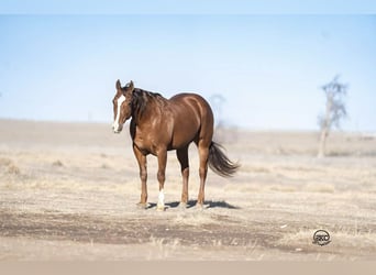 American Quarter Horse, Merrie, 10 Jaar, 152 cm, Roodvos