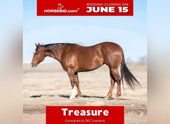 American Quarter Horse, Merrie, 10 Jaar, 152 cm, Roodvos
